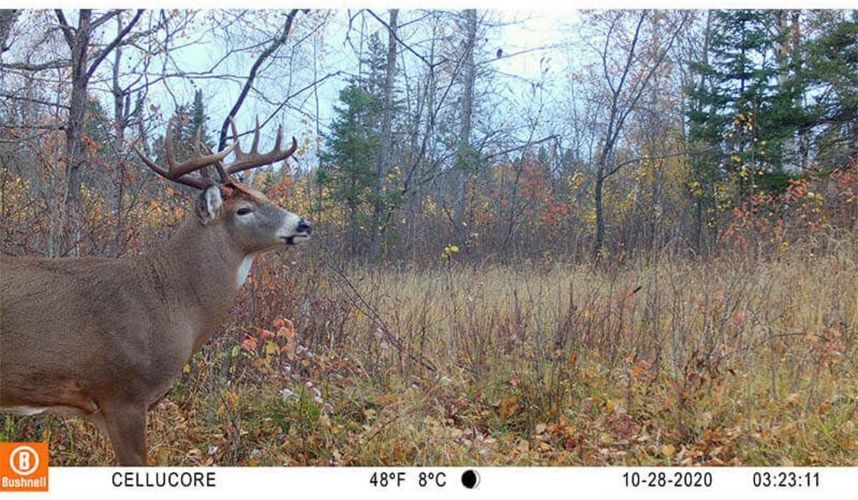 Camara Fototrampeo Bushnell Cellucore 20