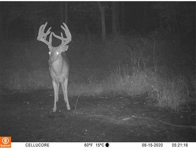 Camara Fototrampeo Bushnell Cellucore 20