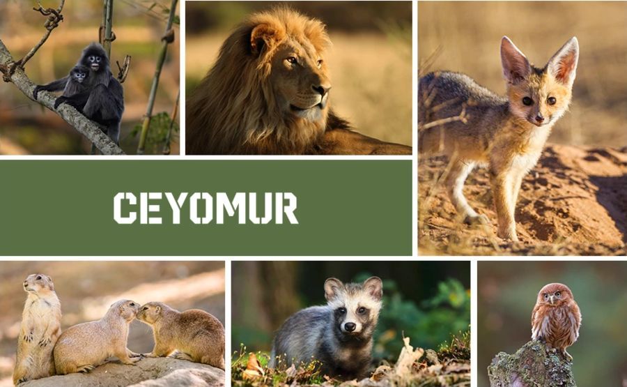 camaras caza ceyomur