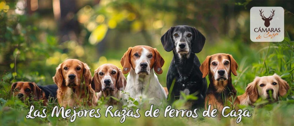 mejores razas de perros de caza