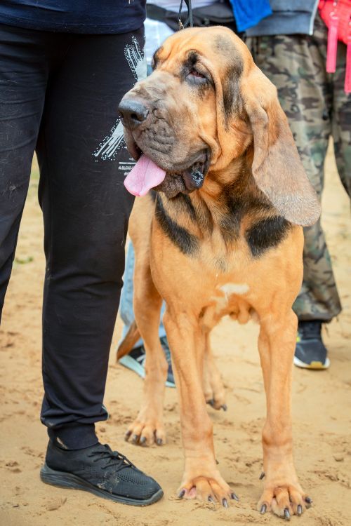 bloodhound