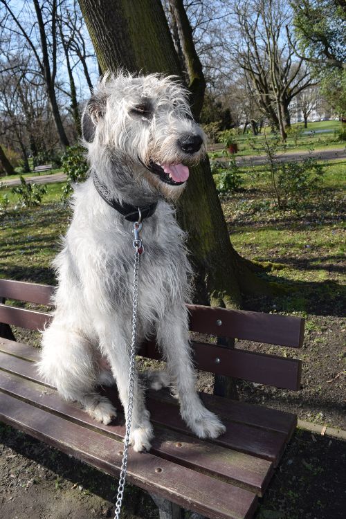 fox terrier