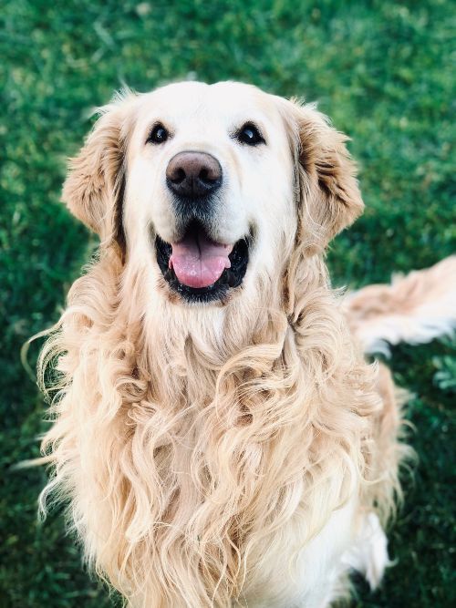 golden retriever