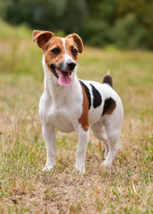 Jack Russell terrier