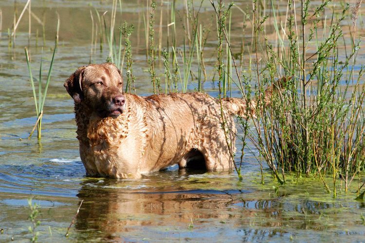 Chesapeake Bay Retriever