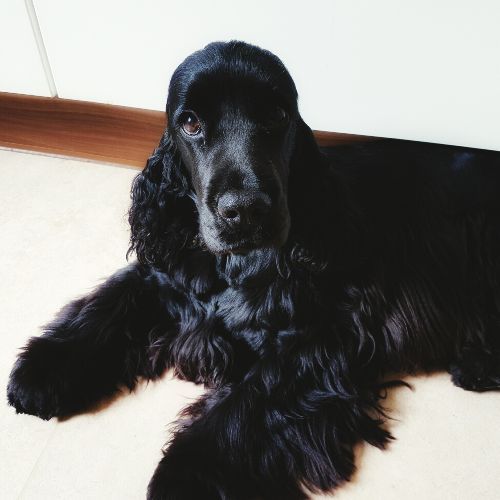 Cocker Spaniel