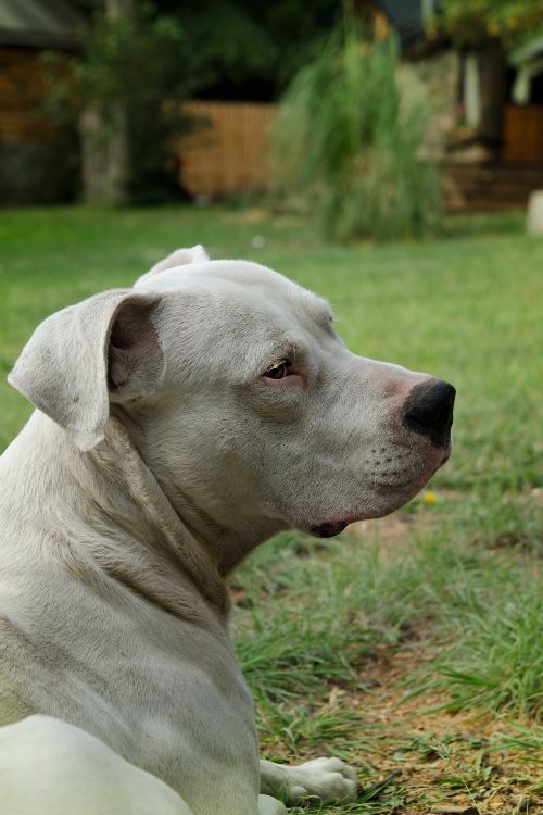 Dogo Argentino