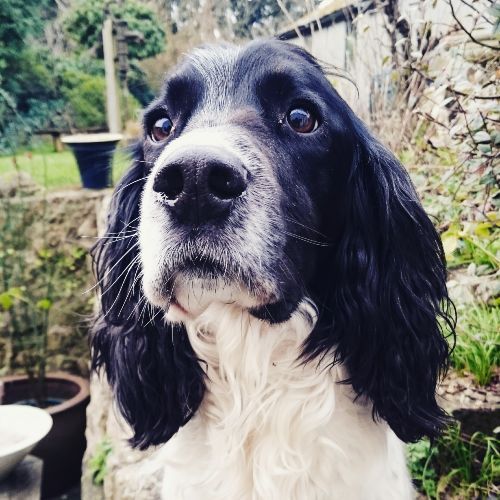 Springer Spaniel Inglés