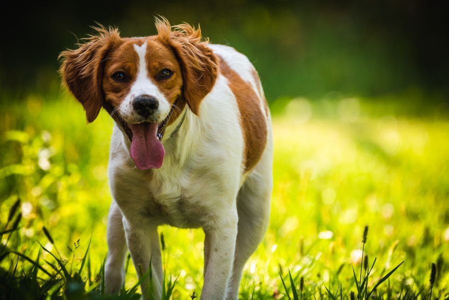 spaniel breton Spaniel Bretón corriendo por el campo durante una jornada de caza menor