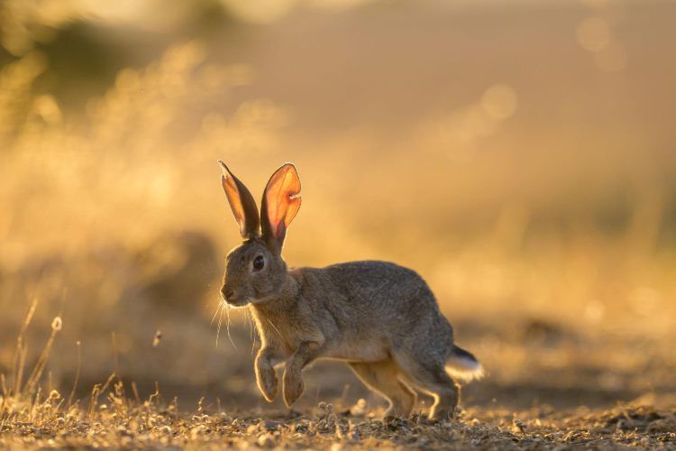 Conejos de monte en un hábitat mediterráneo, una de las especies relacionadas con los servicios de captura de El Pencho Explotaciones Cinegéticas